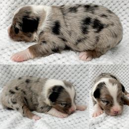 Blue Merle male 2 - Blue merle male Miniature Australian Shepherd puppy in Brooker, Florida from Honey, I Shrunk the Aussies