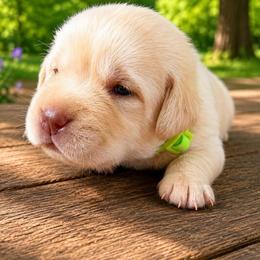 Lime Green Collar - Yellow male Labrador Retriever puppy in Archer Lodge, North Carolina from Archer Lodge Labradors