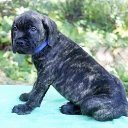 Boy 3 - male Cane Corso puppy in Saint Cloud, Florida from Harlow Cane Corso