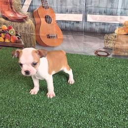 Pippy - Fawn female Boston Terrier puppy in Olanta, South Carolina from Julie's IHeart Boston Terrier's