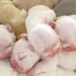 Bulldogs and French Bulldogs from JuneBug Bullies
