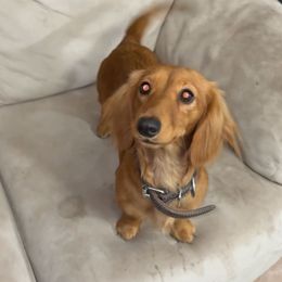 Punkin - Dachshund