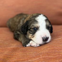 Poe - Brown and white male Bernedoodle puppy in Springville, Utah from Oodles of Bernedoodles