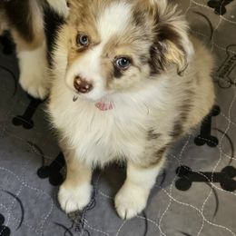 Faith - Red merle female Toy Australian Shepherd puppy in Luzerne, Iowa from Rouse's Aussies