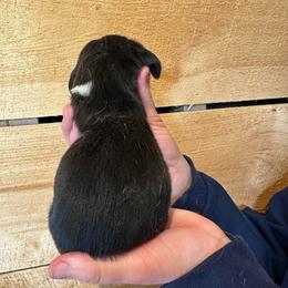 Female 1 - Black brown and white female Basset Hound puppy in Lindley, New York from Hill Top Basset Hounds & Cane Corso