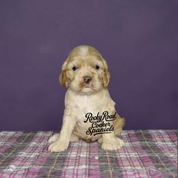 Sunny - Buff male Cocker Spaniel puppy in Nashville, Arkansas from Rocky Road Puppies