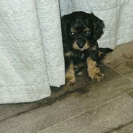 Cypress - Black and tan male Cavapoo puppy in Wentworth, Missouri from Newton County Cavaliers LLC