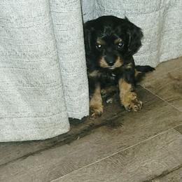 Cypress - Black and tan male Cavapoo puppy in Wentworth, Missouri from Newton County Cavaliers LLC