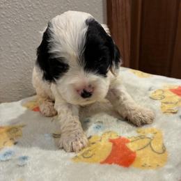 Spud - Black and white male Cockapoo puppy in Brookings, South Dakota from Hofer Pups