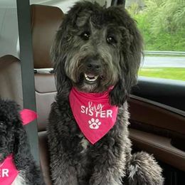 Bernedoodles, Goldendoodles, and Poodles from Hatten Homestead Kennels