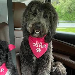 Bernedoodles, Goldendoodles, and Poodles from Hatten Homestead Kennels