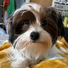 Miss Moo - Yorkshire Terrier