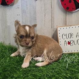 Chess - Chocolate sabled fawn male Chihuahua puppy in Bowdon, Georgia from Paschal's Pups