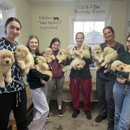 Girl 2 - Golden female Golden Retriever puppy in New York Mills, New York from Nevani Goldens