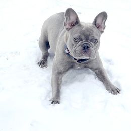 French Bulldog All Grown Up from Frenchie & Co.