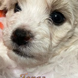 Bichon Frises, Poodles, and Shichons from Susi’s Precious Pooches of Citra