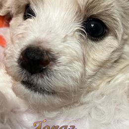 Bichon Frises, Poodles, and Shichons from Susi’s Precious Pooches of Citra