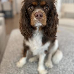 Sadie - Cavalier King Charles Spaniel