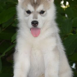 Siberian Husky Puppies from Shawna Wells