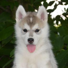 Siberian Husky Puppies from Shawna Wells