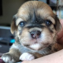 Boy 4 - Black and tan brindle male Havanese puppy in Mocksville, North Carolina from A New Hope Havanese