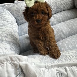 Belle - Dark Red F1bb Goldendoodle - Red  female Goldendoodle puppy in Kaufman, Texas from Teddy Doods: Goldendoodles & Poodles