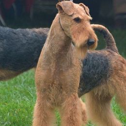 Airedale Terriers from Timberwyck Airedales