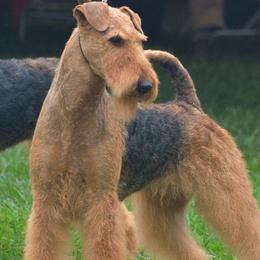 Airedale Terriers from Timberwyck Airedales