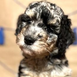 Boy 1 - Bernedoodle puppy in Bend, Oregon from Bella Ridge Farms & Dapper Doodles