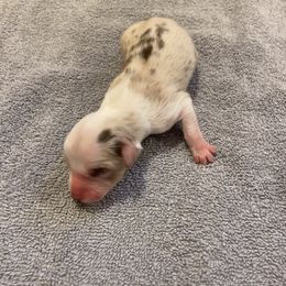 Miniature Australian Shepherd Puppies from Quarle Ranch Mini Aussies