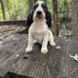 Hunter - Black white and tan male English Springer Spaniel puppy in Comer, Georgia from Stratton Spaniels