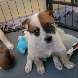 Australian Cattle Dog Puppies from Miller Australian Cattle Dogs