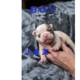 Jax - White male French Bulldog puppy in Denison, Texas from Lovemyfrenchies – Stoddard Frenchbulldog's