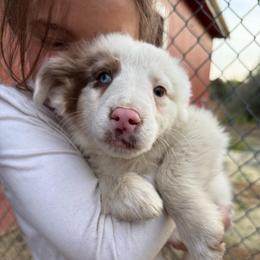 Pirate - Red merle male Australian Shepherd puppy in Four Oaks, North Carolina from RoseWest Farms