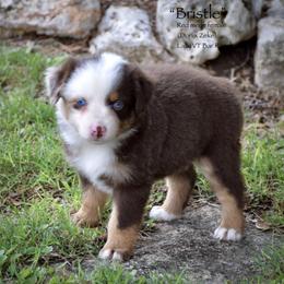 Bristle - Red merle female Miniature Australian Shepherd puppy in Evant, Texas from Lazy VT Bar Ranch