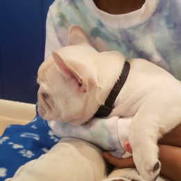 French Bulldog Puppies from Bully Snob
