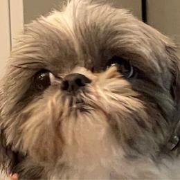 Bella - Shih Tzu