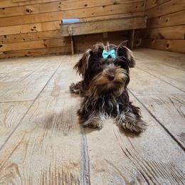 Diva - Yorkshire Terrier