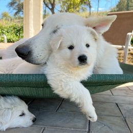 Berger Blanc Suisses and German Shepherds from Scenic Creek German Shepherds and White Swiss Shepherds