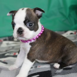Elsa - Brindle and white female Boston Terrier puppy in Brooksville, Florida from Delamorés Pups