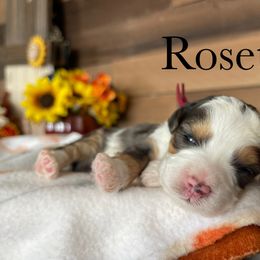 Aussiedoodle, Bernedoodle, Poodle, and Sheepadoodle Puppies from Draper Mountain Doodles