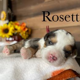 Aussiedoodle, Bernedoodle, Poodle, and Sheepadoodle Puppies from Draper Mountain Doodles