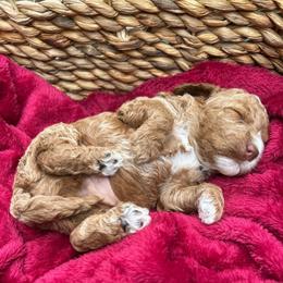 Yankee - Buff and white male Cockapoo puppy in Egg Harbor City, New Jersey from Grace Given Cockapoos (GGC)