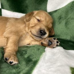 Red Collar - Male 5 - Golden male Golden Retriever puppy in Bonanza, Oregon from Gold 'N Dust Ranch
