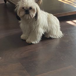 Pip - Shih Tzu