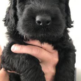Goldendoodle, Golden Retriever, and Poodle Puppies from Angelic Goldens