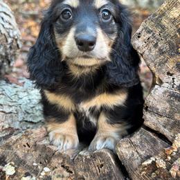 Ivy - 3500 - Black and cream female Dachshund puppy in Steele, Alabama from Taylored Dachshunds