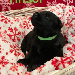 Tinsel- Girl 5 - German Shepherd puppy from Freedom Acres Farm
