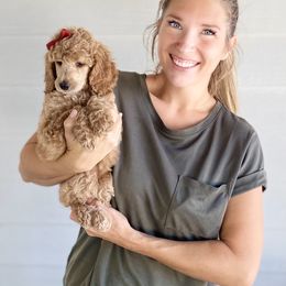 Bernedoodle, Goldendoodle, and Poodle Puppies from Central Valley Canine Companions