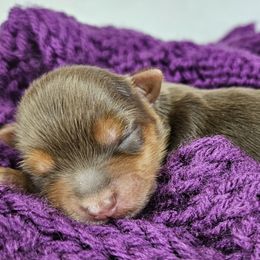 Yorkshire Terrier Puppies from Lady A's Yorkies